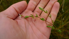 Stellaria humifusa