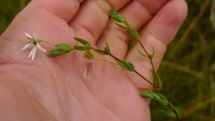 Stellaria humifusa