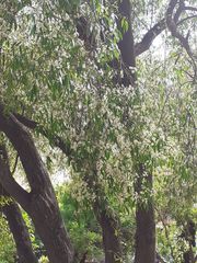 Blepharocalyx salicifolius