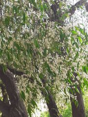 Blepharocalyx salicifolius