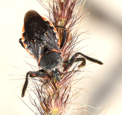 Apiomerus peninsularis