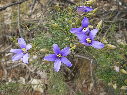 finger flower (Cheiranthera linearis)