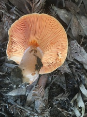 Lactarius aestivus