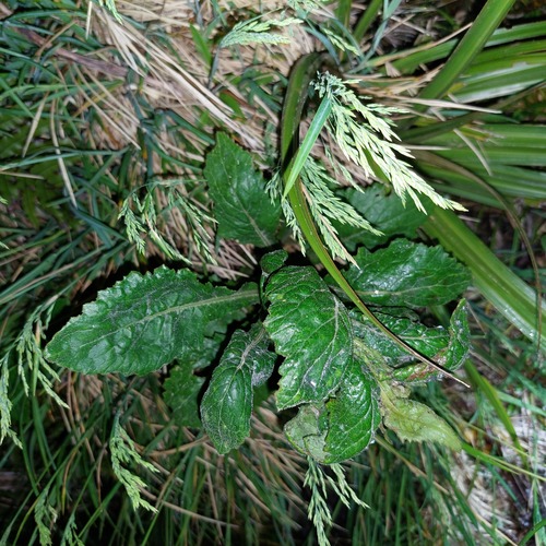 Senecio rufiglandulosus, photograph 6