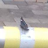 Kaniska canace nojaponicum