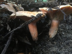 Lactarius aestivus