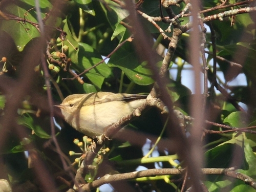 Hume's Leaf Warbler (Phylloscopus humei), photo 3