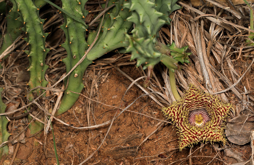 Ceropegia hystrix