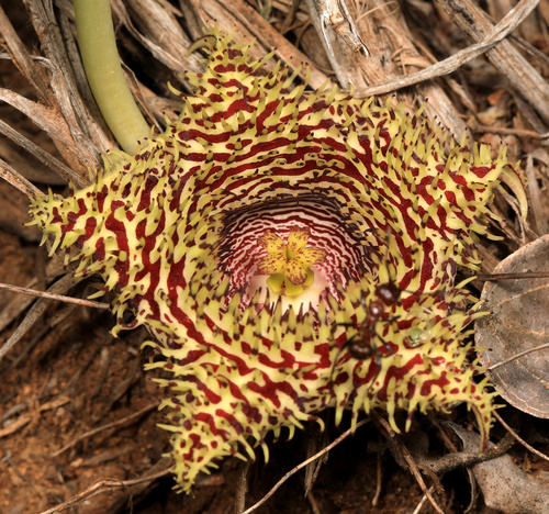Ceropegia hystrix