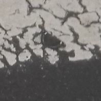 Kaniska canace nojaponicum