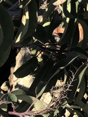 Strymon melinus pudica