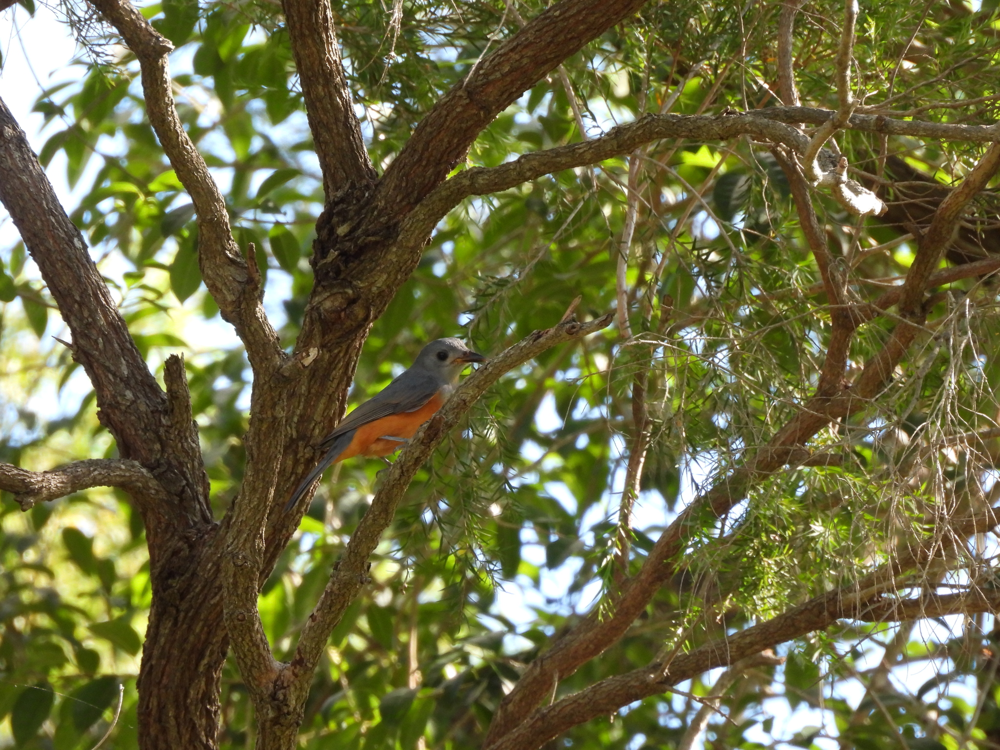 Black-faced Monarch (Monarcha melanopsis), photo 7