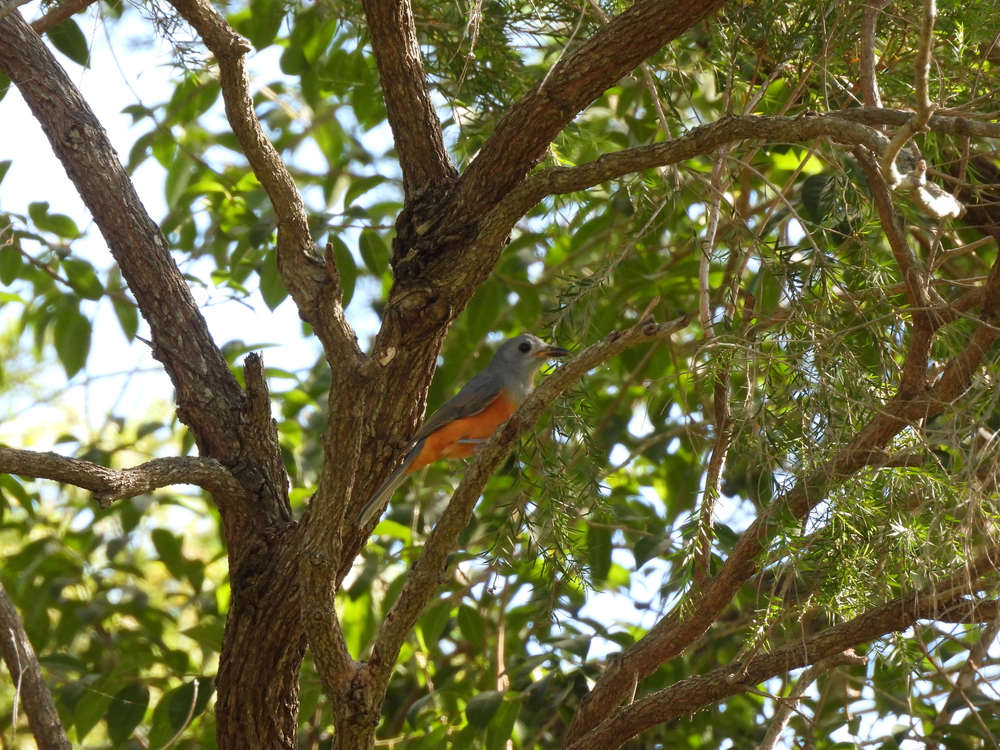 Black-faced Monarch (Monarcha melanopsis), photo 8