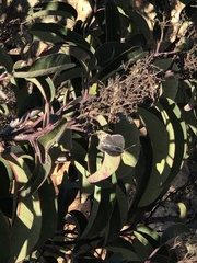 Strymon melinus pudica