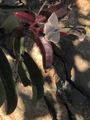 Strymon melinus pudica