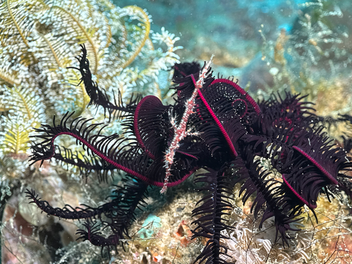 Ghost pipefish (Solenostomus paradoxus) — Solenostomidae — 5