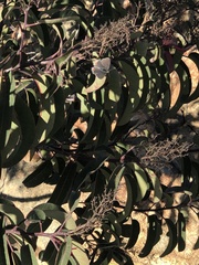 Strymon melinus pudica