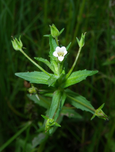 stalked brooklime (Gratiola pedunculata)