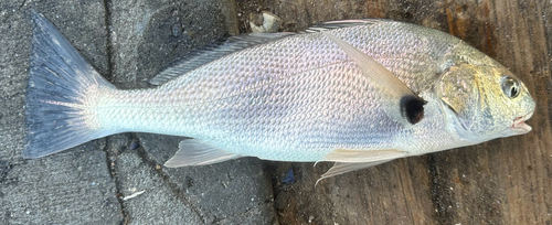 Croaker (Roncador stearnsii) — Sciaenidae