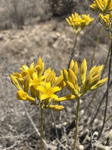Tylecodon cacaliodes