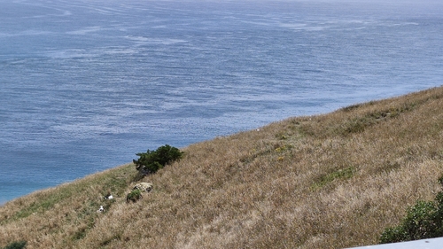 Northern Royal Albatross (Diomedea sanfordi), photo 4