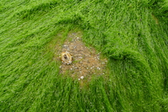 Ulva linza
