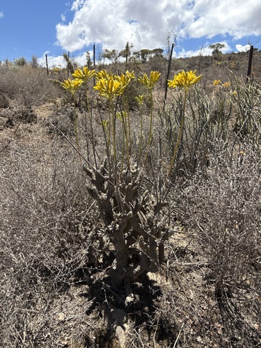 Tylecodon cacaliodes