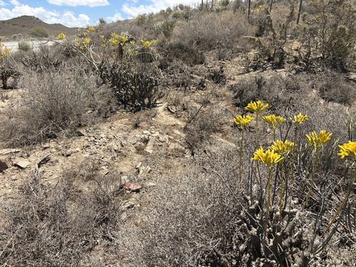 Tylecodon cacaliodes