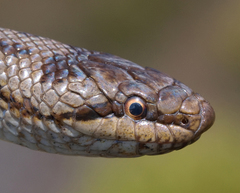 Smooth Snake photo 2