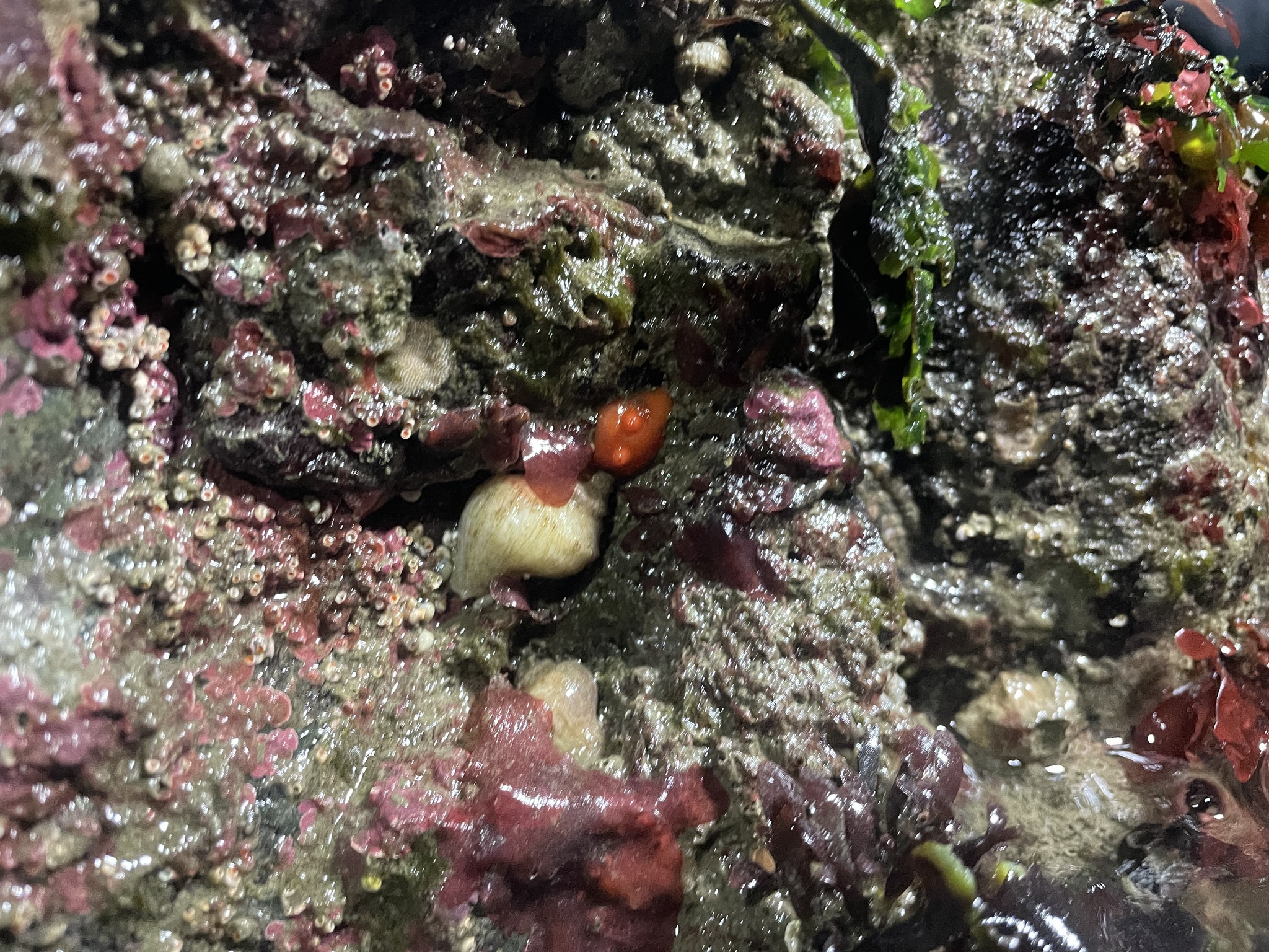 Cnemidocarpa finmarkiensis (Kiaer, 1893)