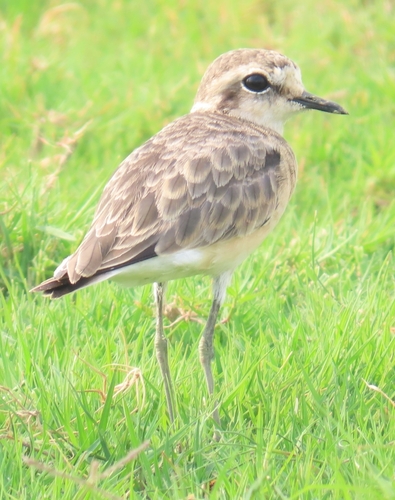 iNaturalist: (c) christine_scott, some rights reserved (CC BY-NC), uploaded by christine_scott iNaturalist image