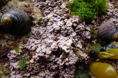 Chamberlainium tumidum