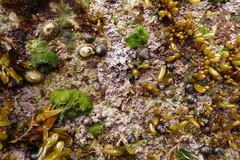 Chamberlainium tumidum