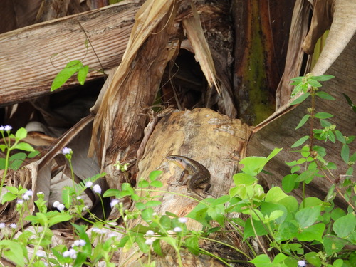 Eutropis multifasciata