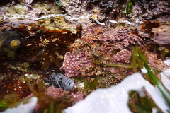 Lithothamnion phymatodeum
