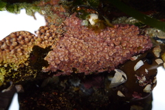 Lithothamnion phymatodeum