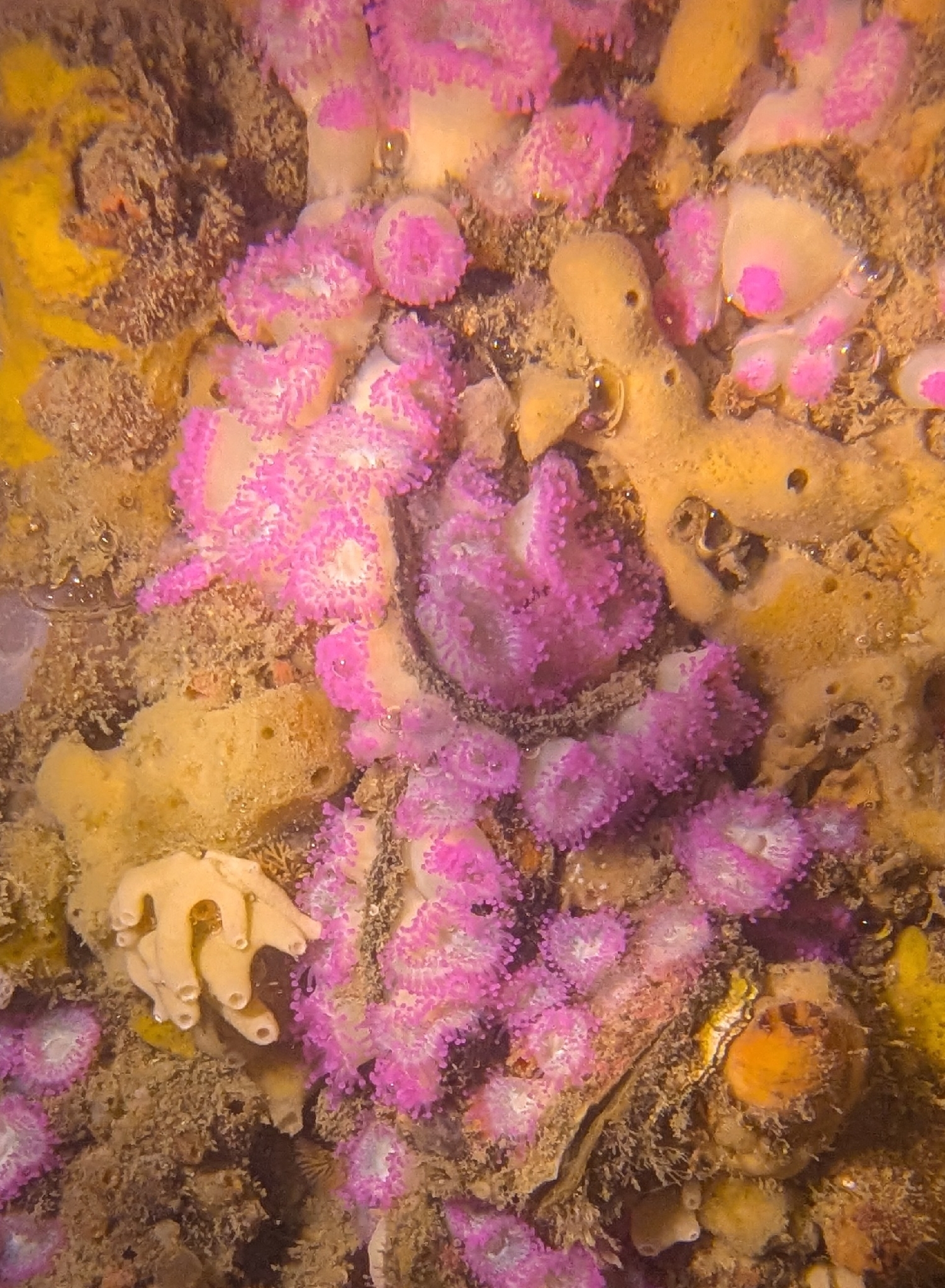 Corynactis australis Haddon & Duerden, 1896
