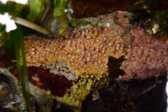 Lithothamnion phymatodeum