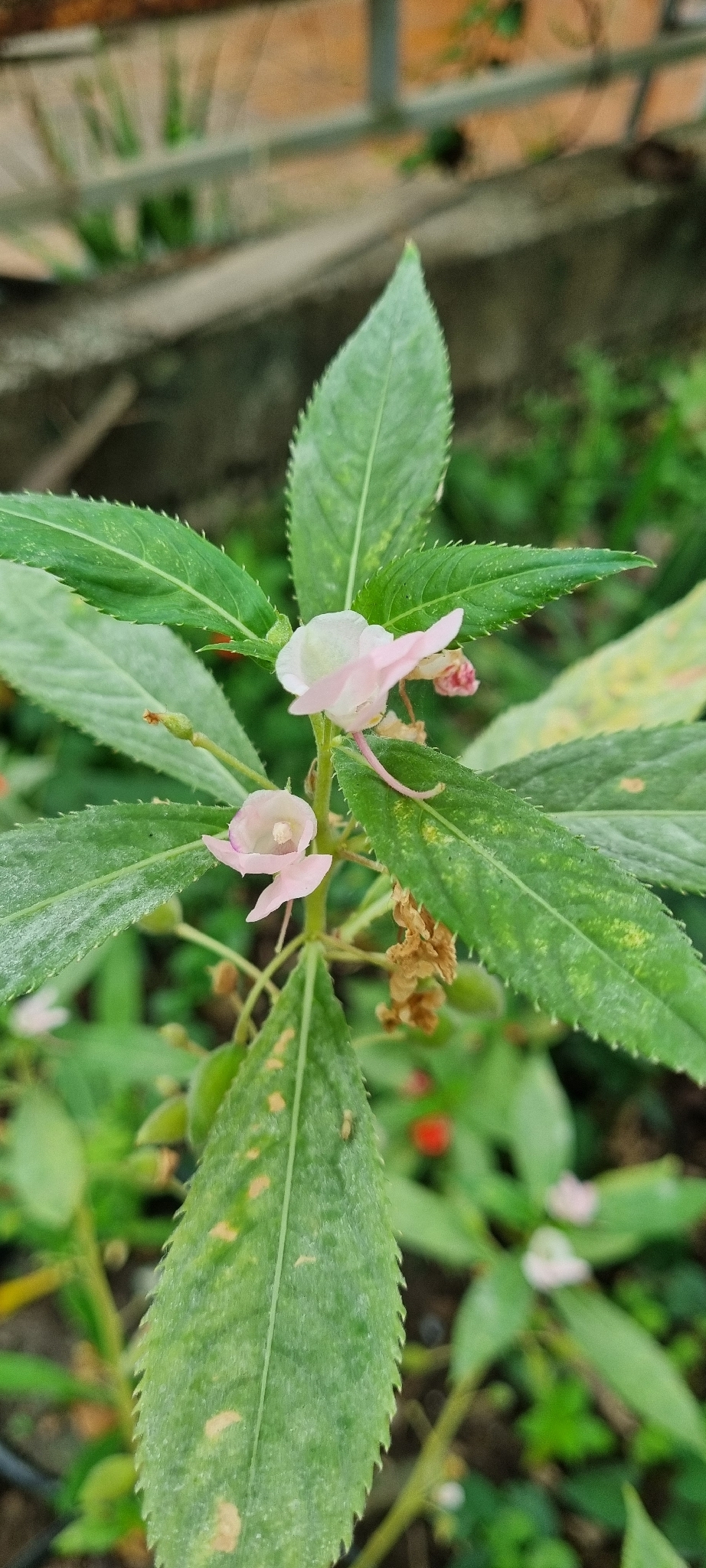 Bóng nước (thực vật) (Impatiens balsamina)