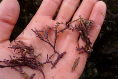 Calliarthron tuberculosum