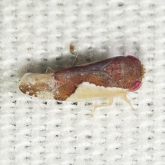 Norvellina pulchella