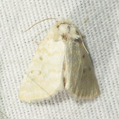 Lythrodes tripuncta