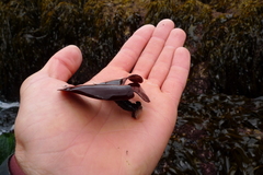 Constantinea simplex