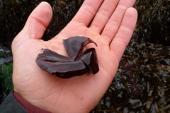 Constantinea simplex