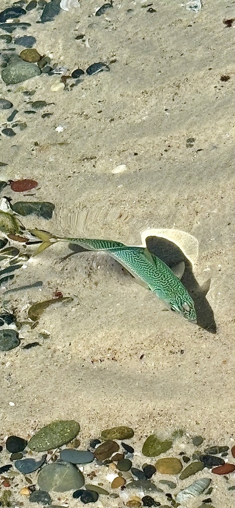 Blue mackerel (Scomber australasicus) — Scombridae