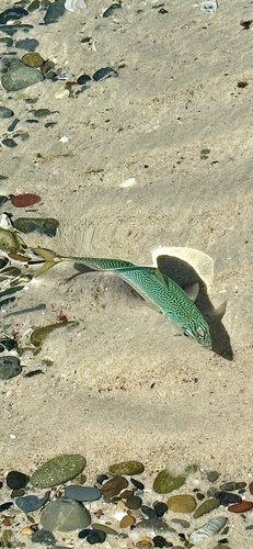 Blue mackerel (Scomber australasicus) — Scombridae
