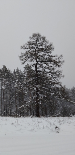 Otra foto de Siberian Larch