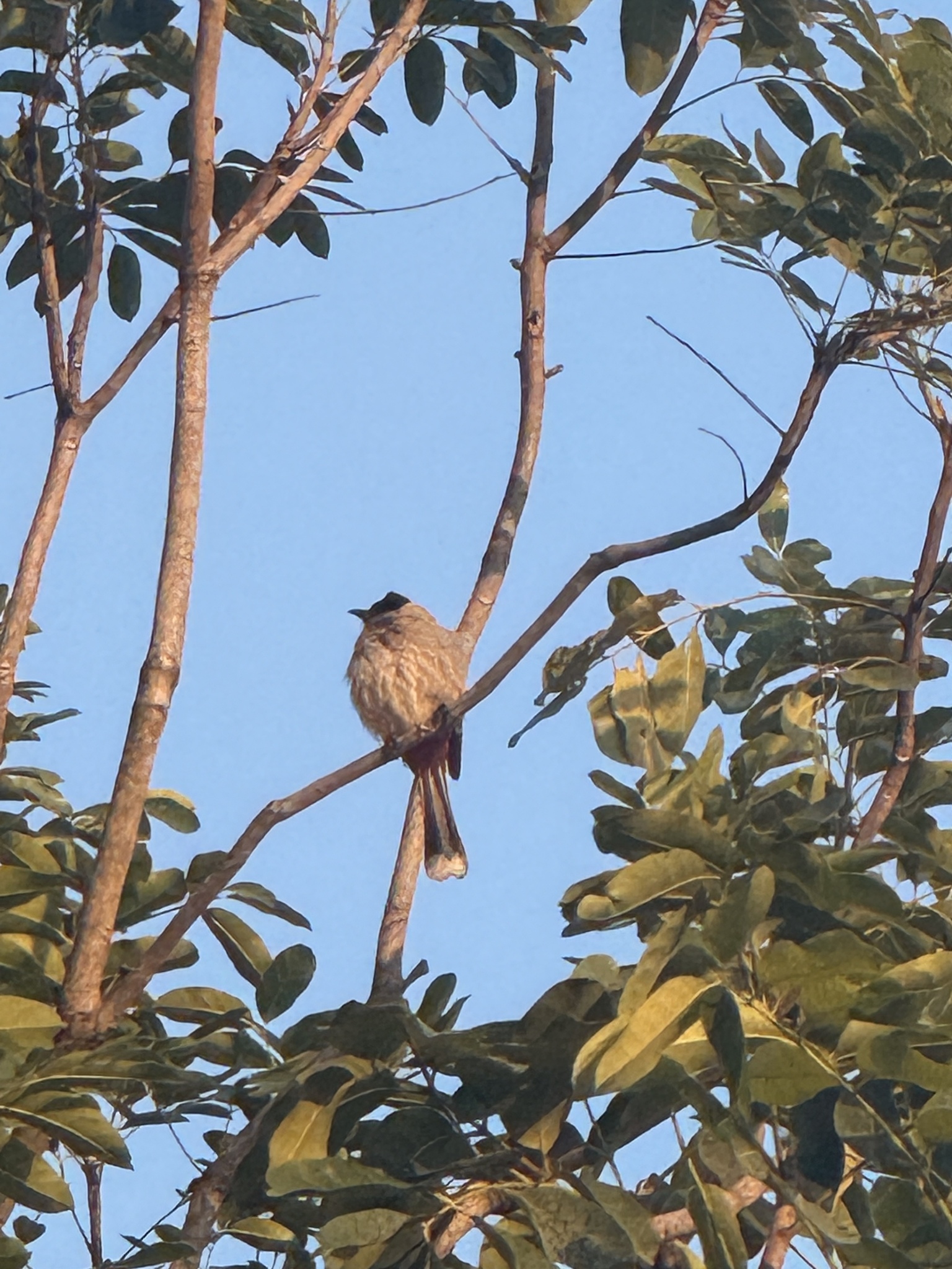 Sooty-headed Bulbul (Pycnonotus aurigaster), photo 5