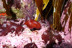 Constantinea simplex