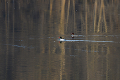 Mergus merganser
